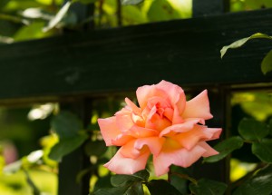 flower-fence-pink-rose